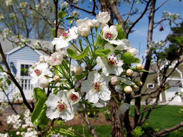 ornamental pear tree smell